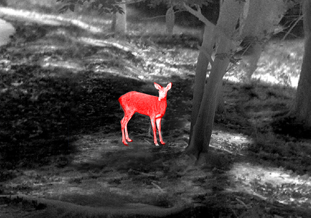 Thermal Camera Module for Wildlife Observation