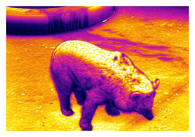 Thermal Imaging for Animals Observation