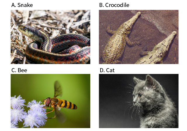 Which Animal Can Detect Infrared Rays?
